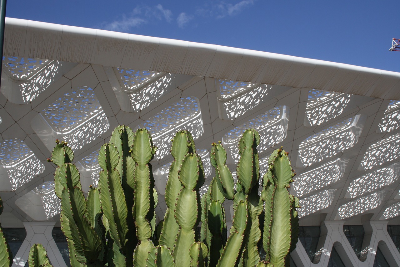 marrakech airport cactus free photo