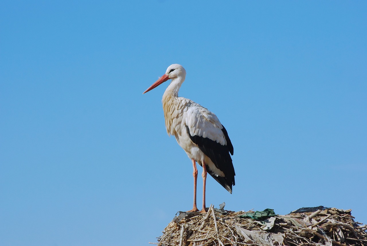 marrakech bird stork free photo