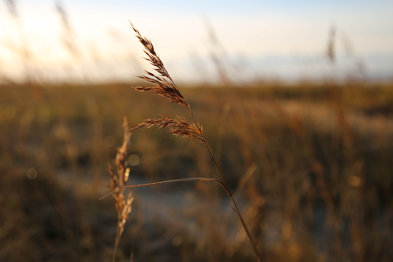 marram grass  beach  dusk free photo