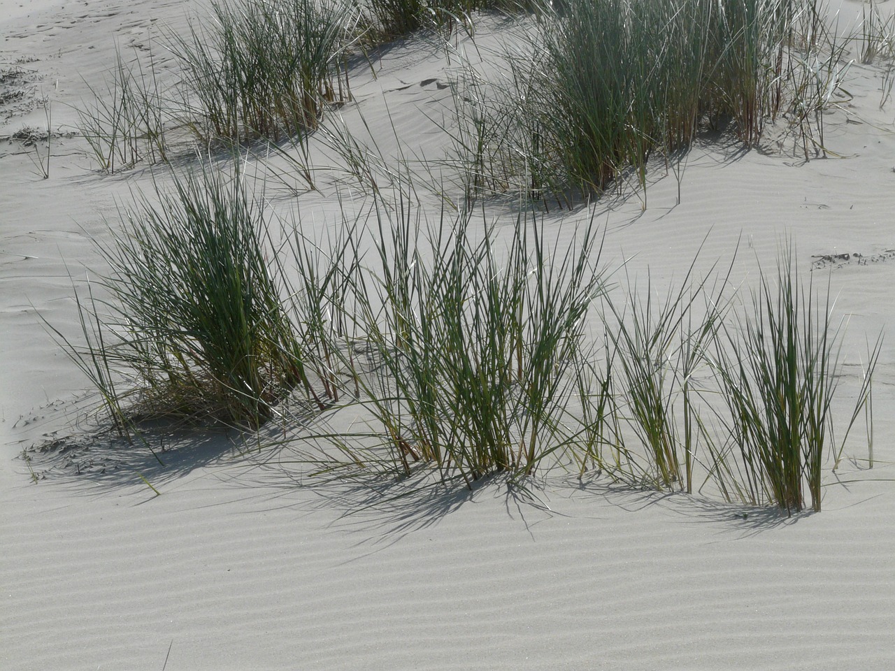 marram grass ammophila grass free photo