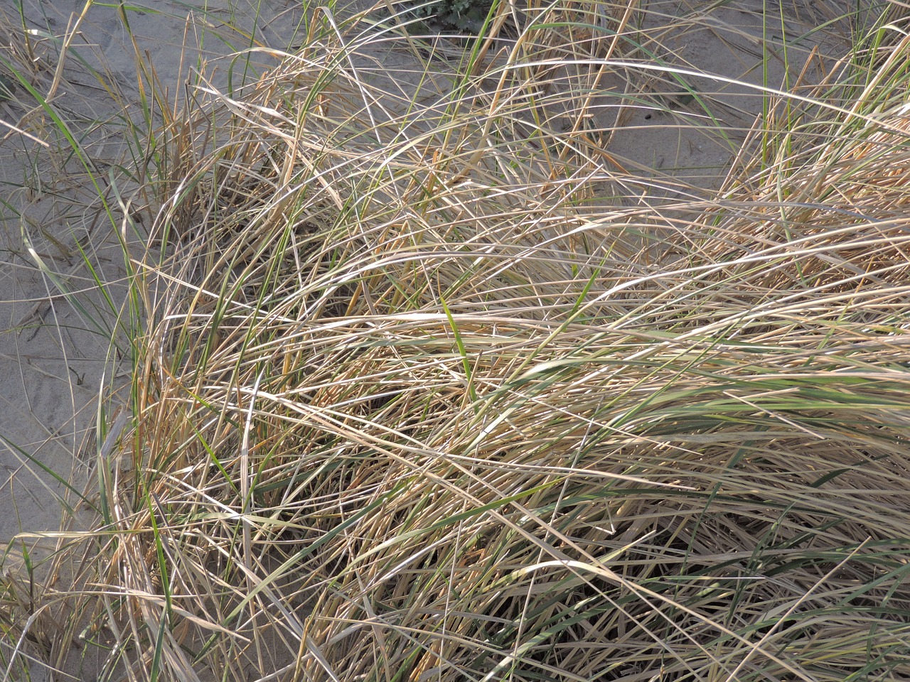 marram grass sand beach free photo