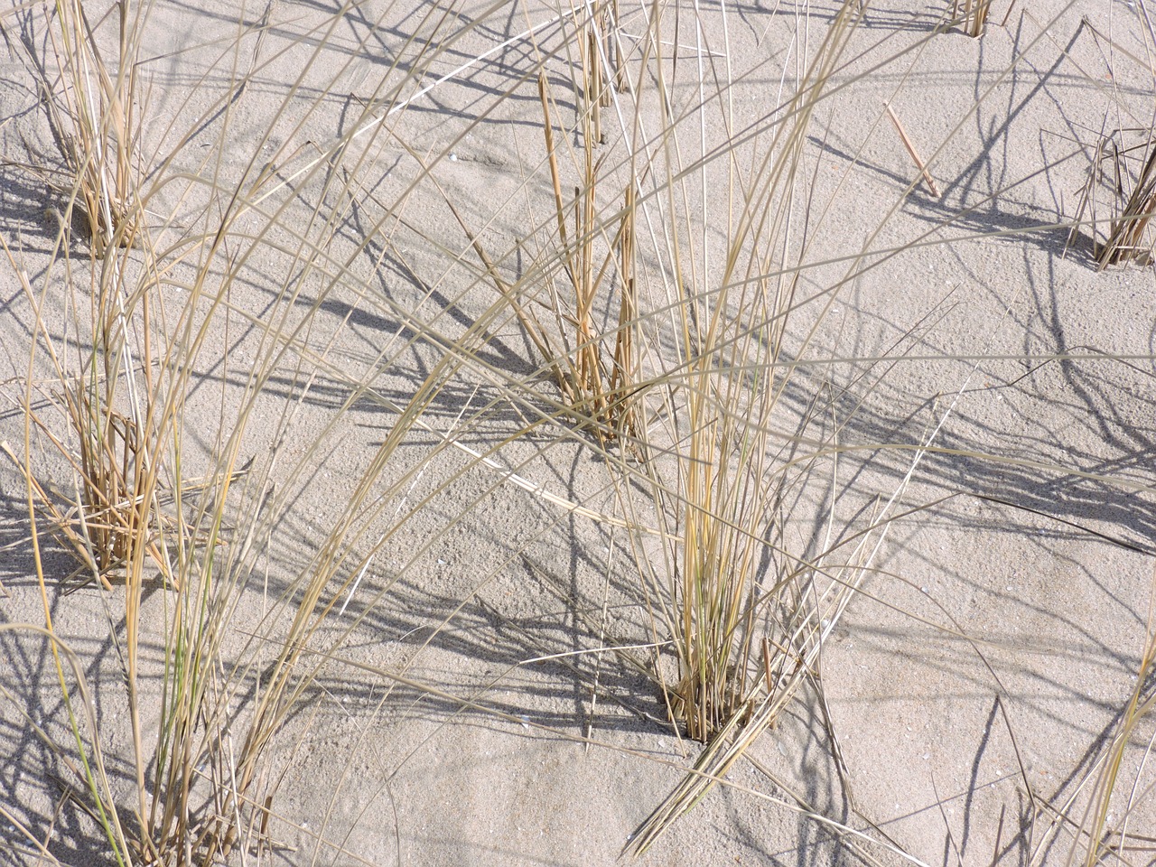 marram grass sand beach free photo