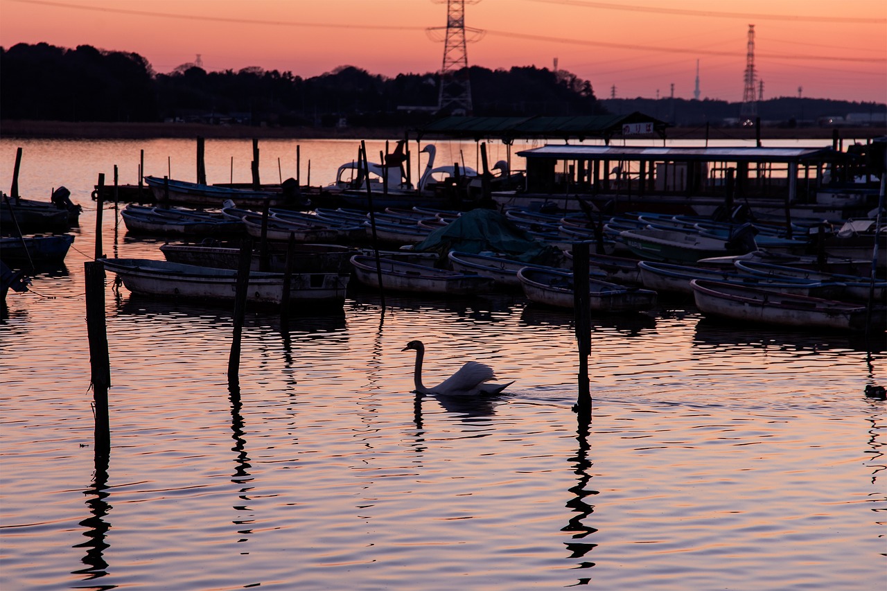 marsh lake sunset free photo