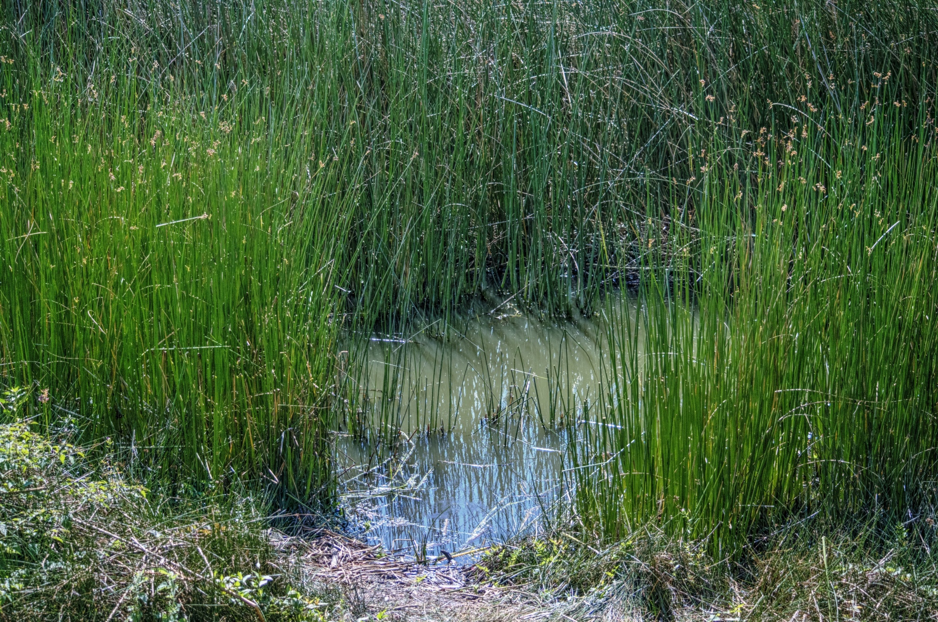 wetland wet land swamps free photo