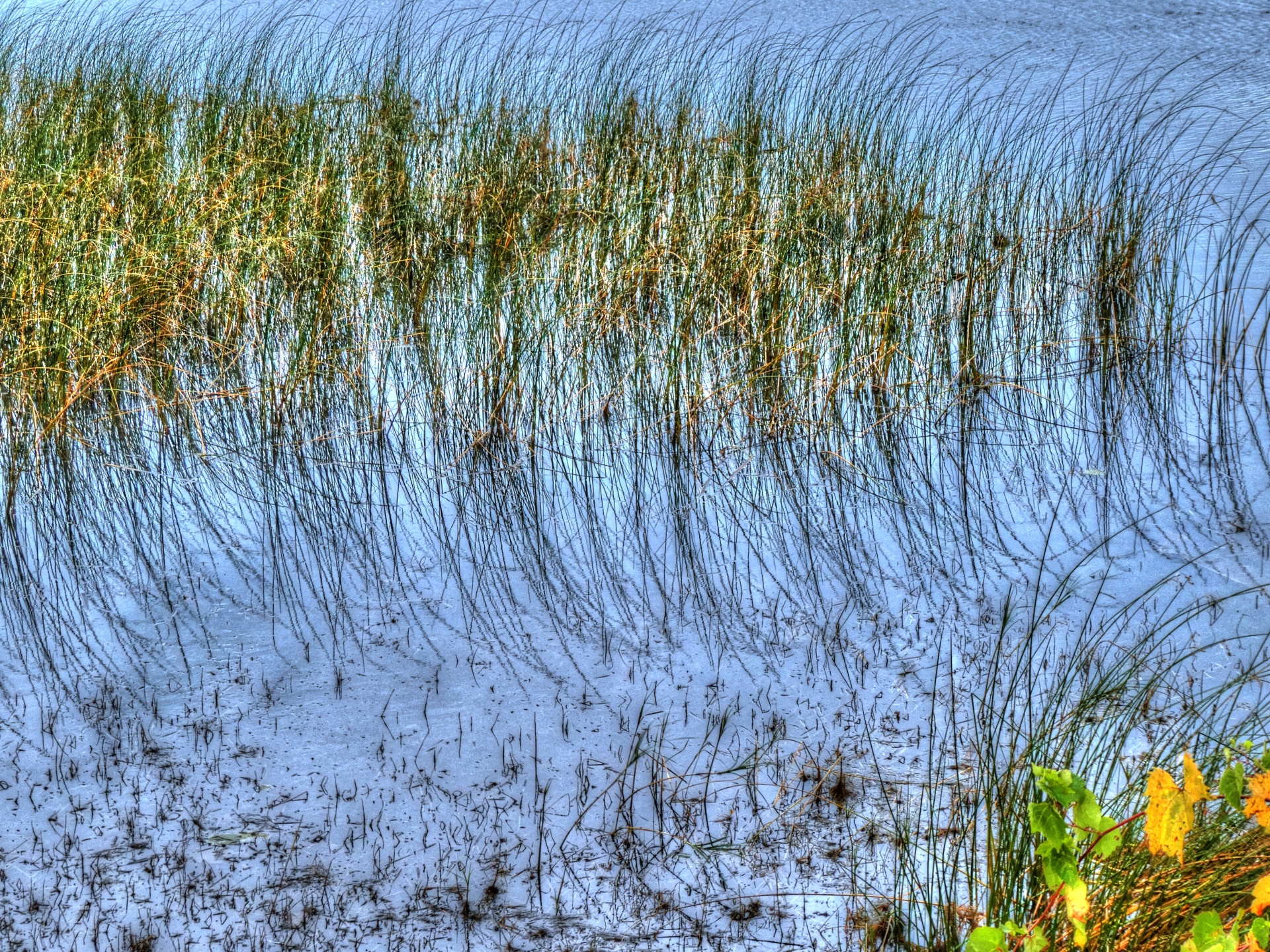 marsh marsh water grass free photo