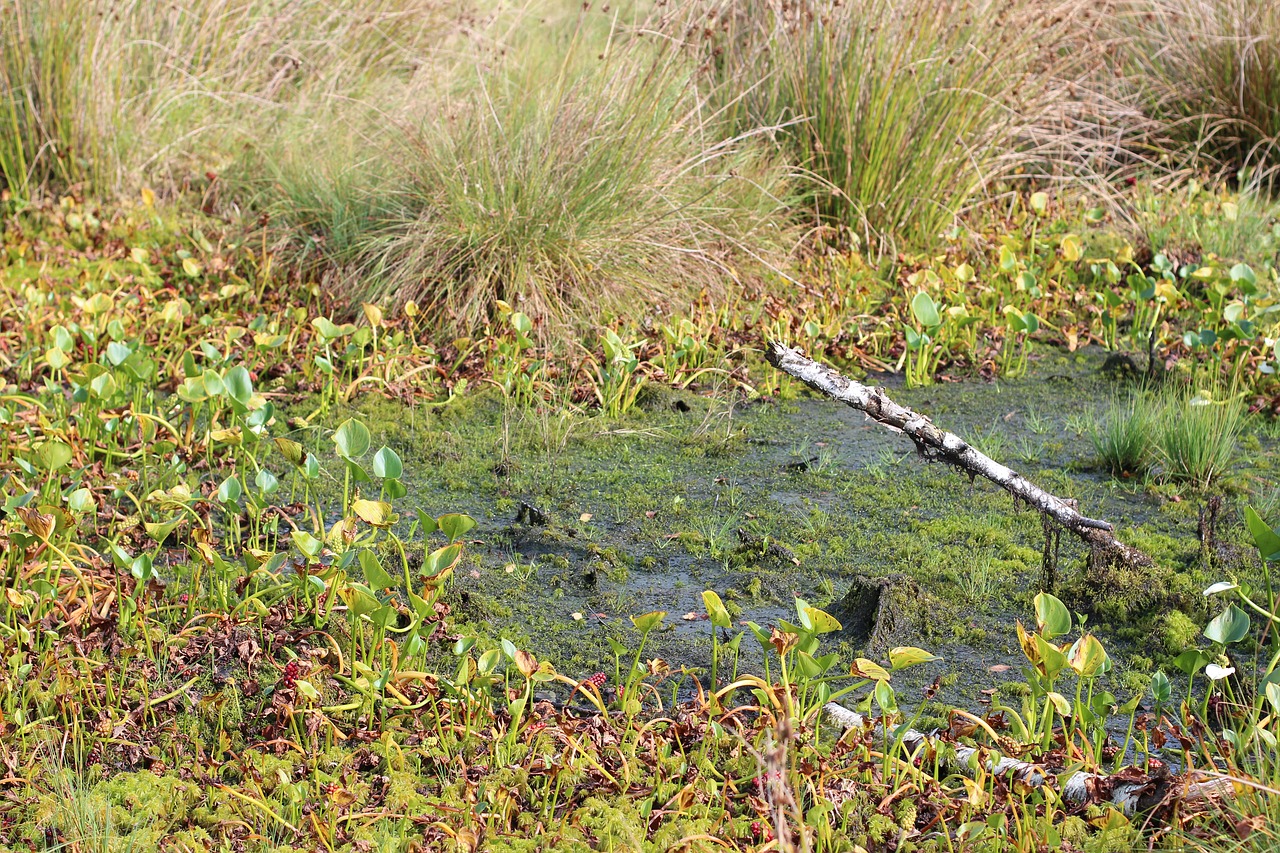 marsh swamp moor free photo