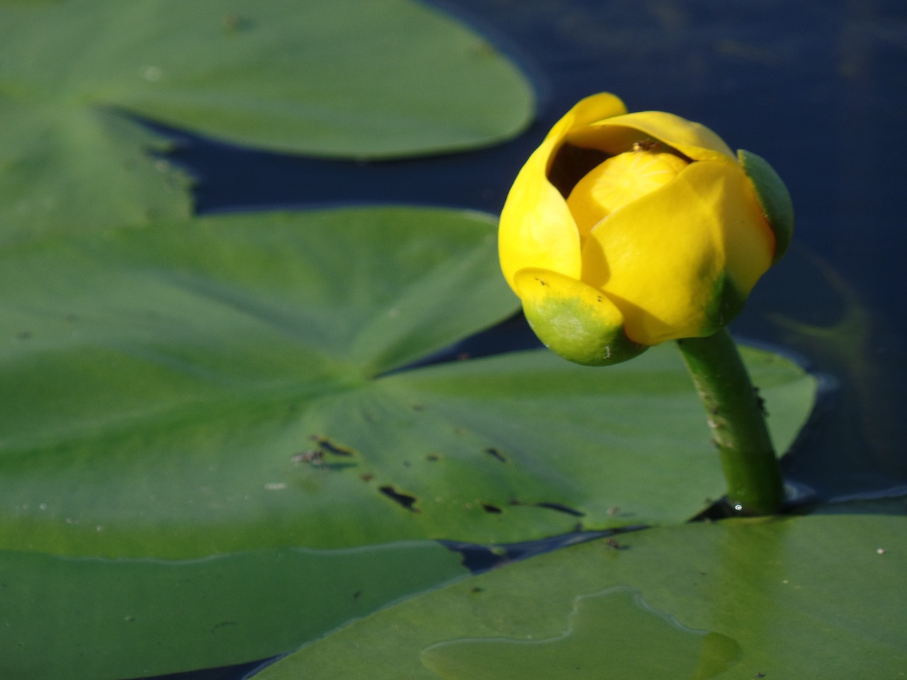 marsh water lily nature free photo