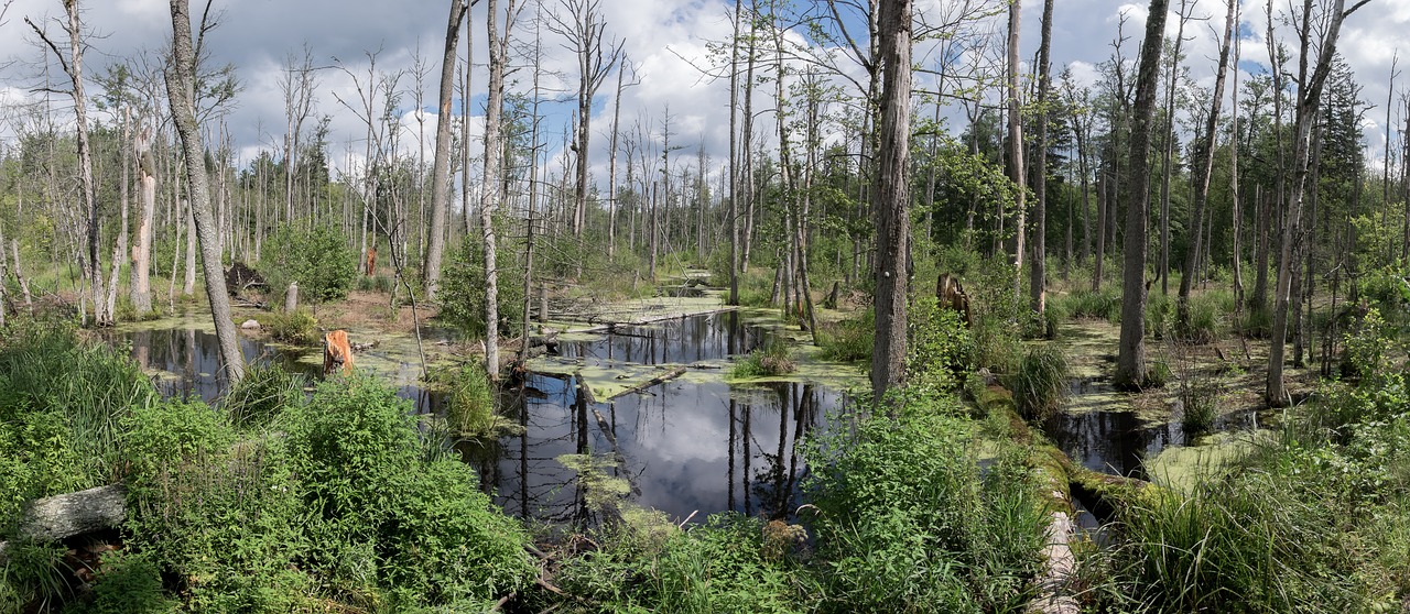 marsh bialowieza forest forest free photo