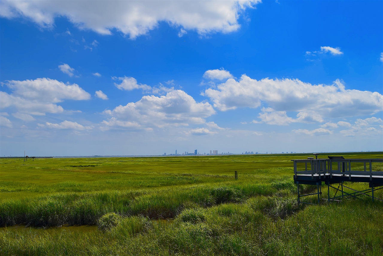 marsh estuary water free photo