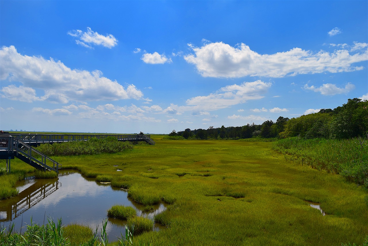 marsh estuary water free photo