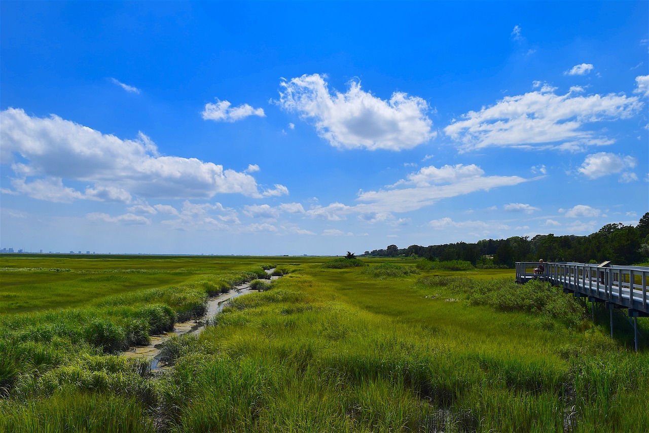 marsh estuary water free photo