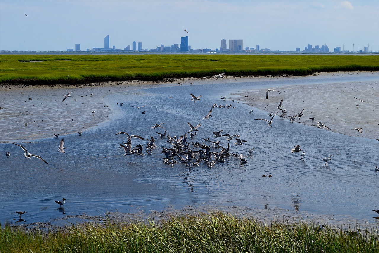 marsh water birds free photo