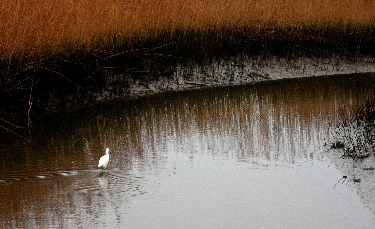 marsh pond bird free photo