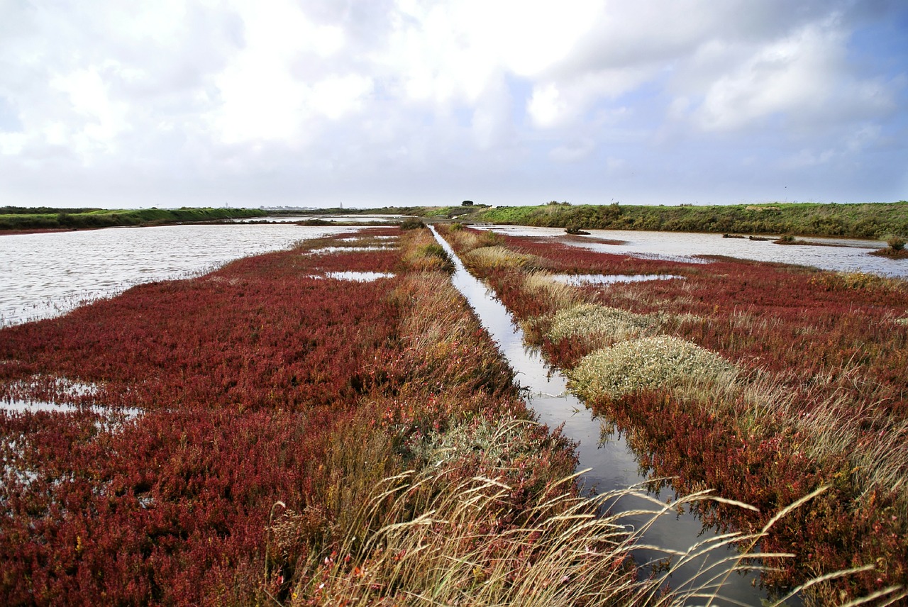 marsh salant guérande free photo