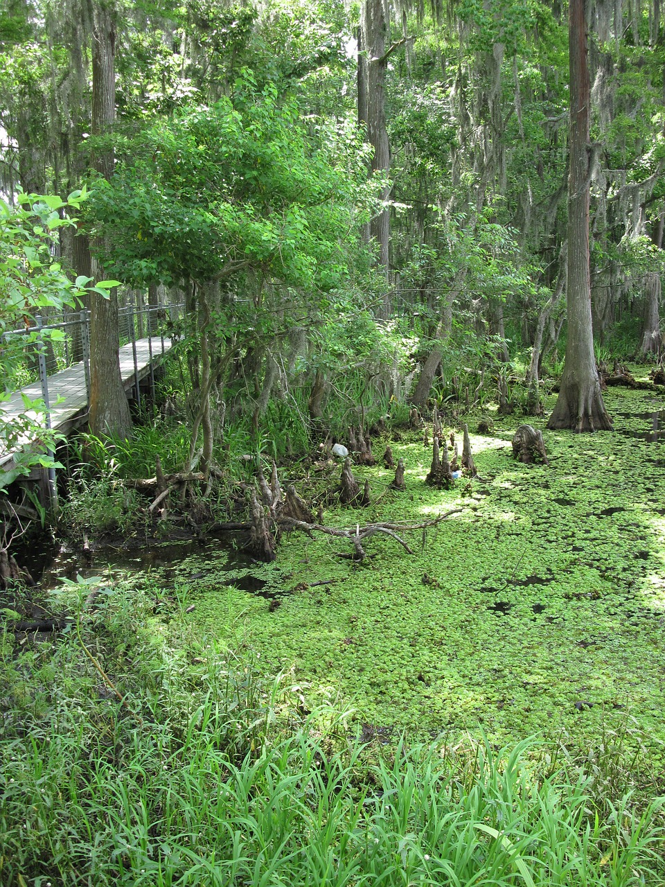 marsh swamp louisiana free photo