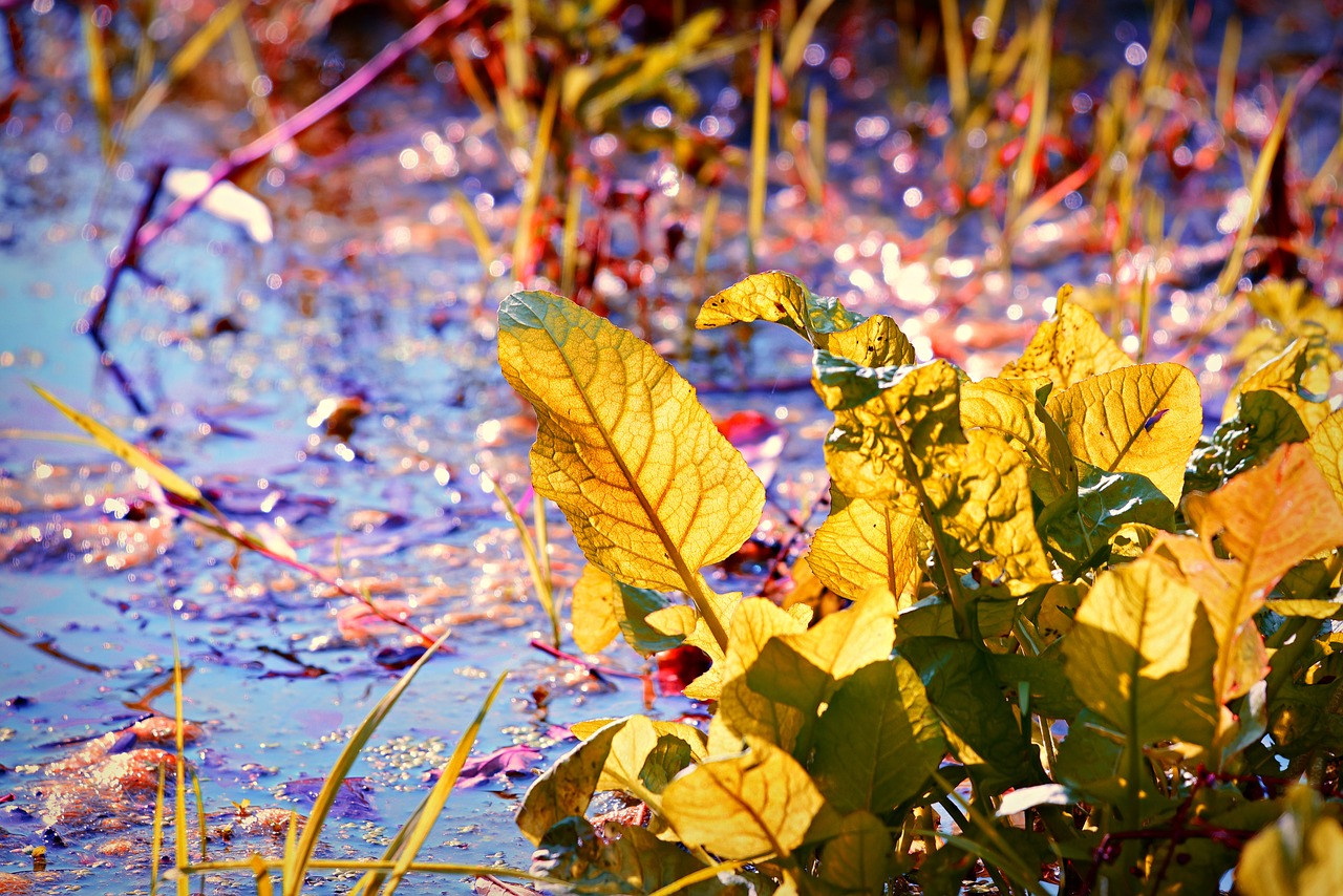 marsh  water  leaf free photo