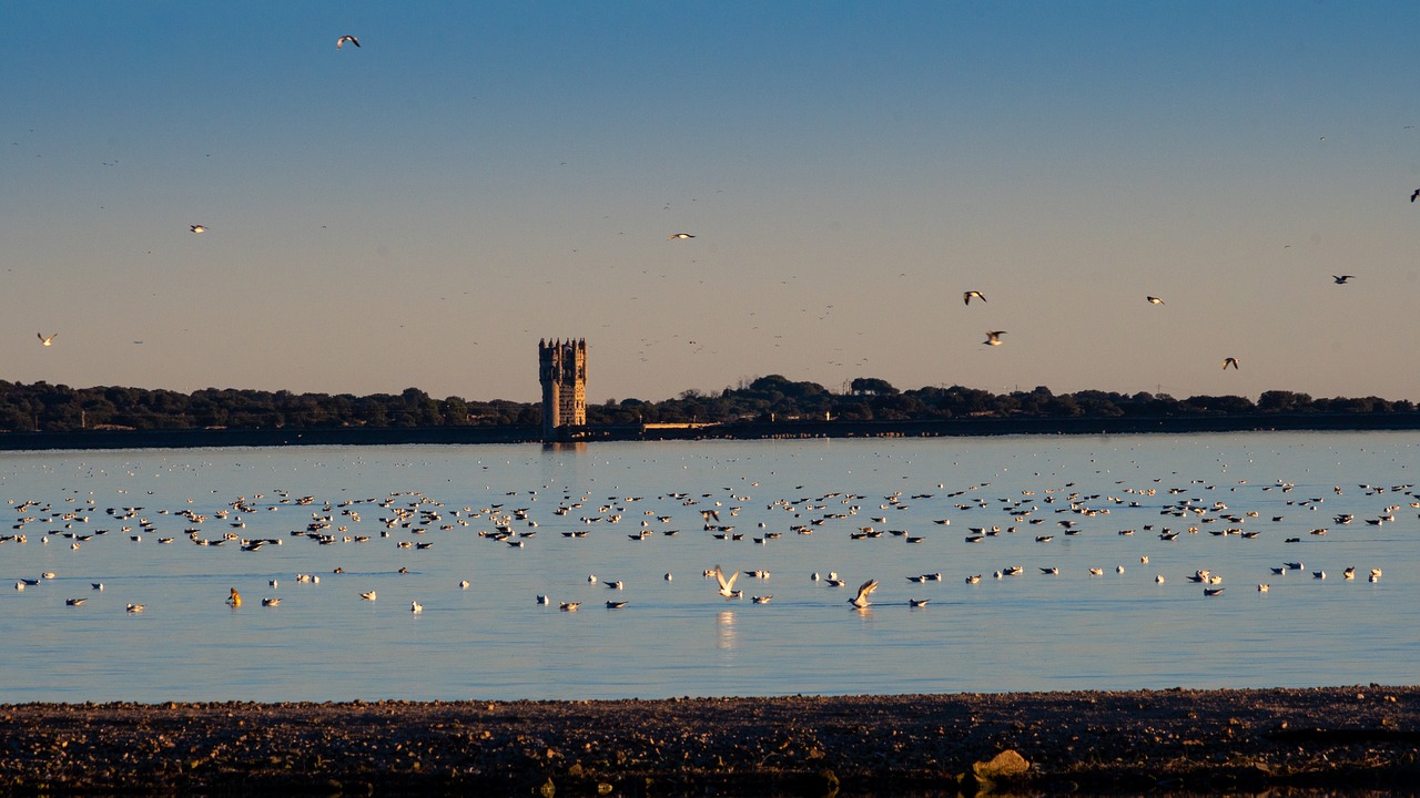 marsh  birds  santillana free photo