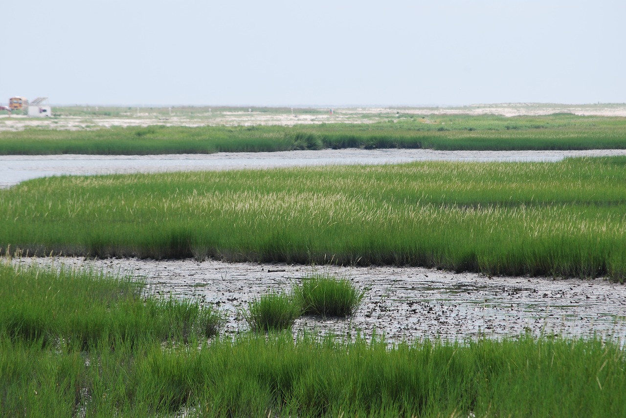 marsh  bay  grasses free photo