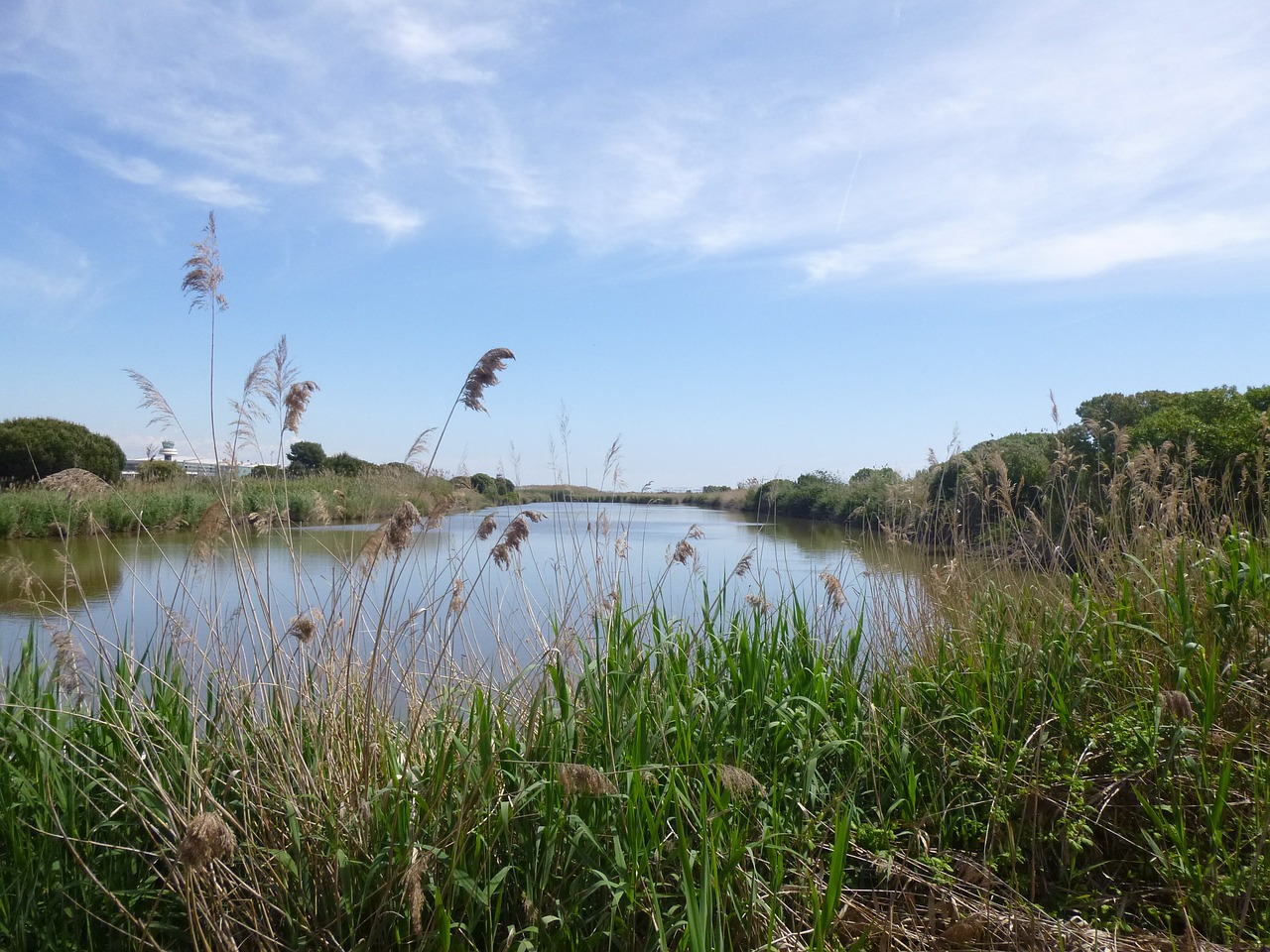 marsh nature landscape free photo