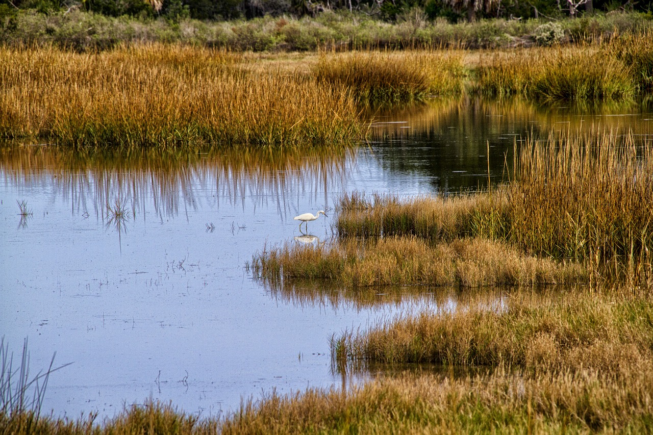 marsh egret bird free photo