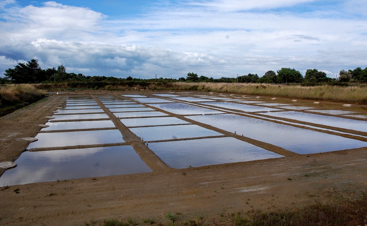 marsh saline water free photo