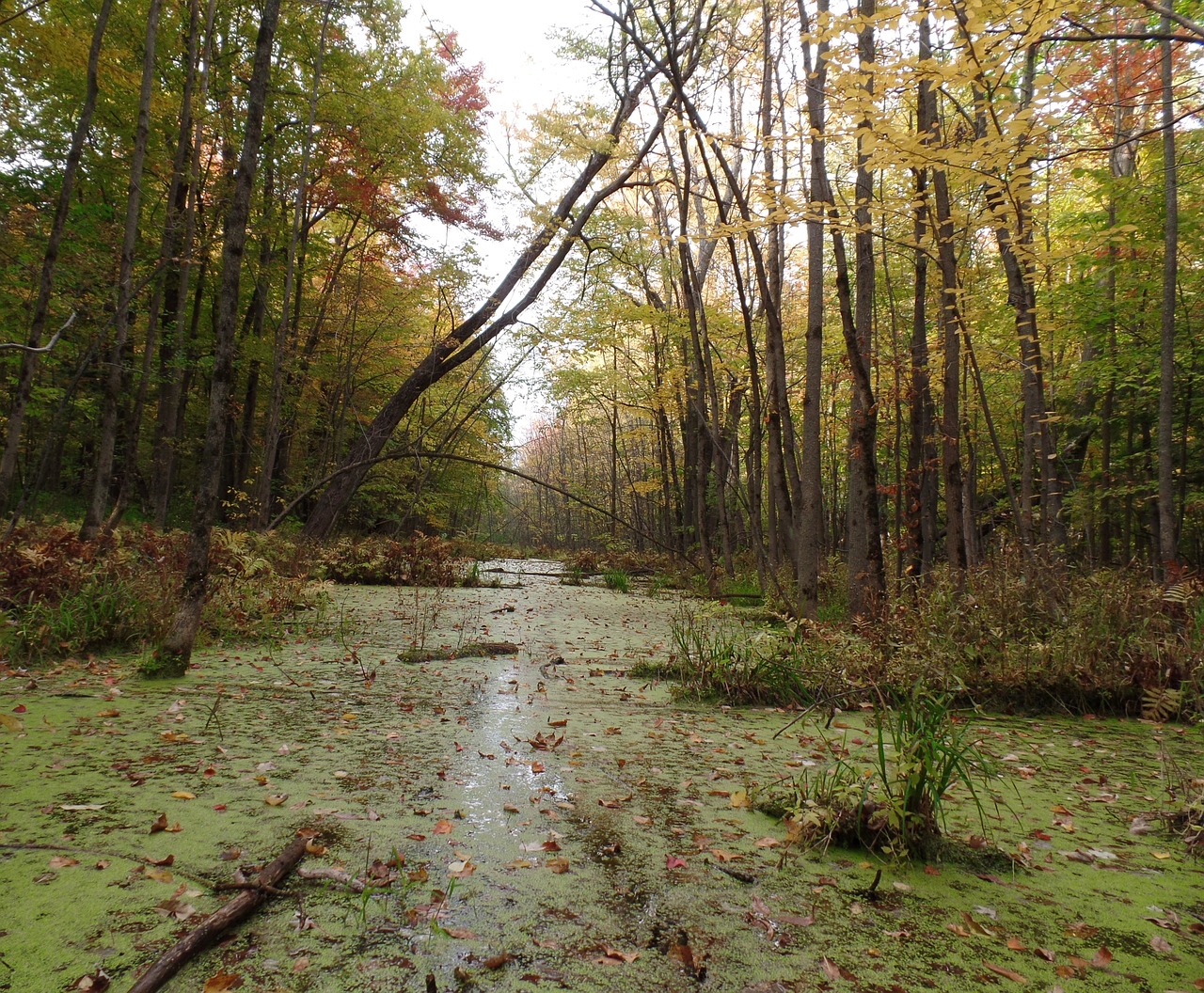 marsh water fall color free photo