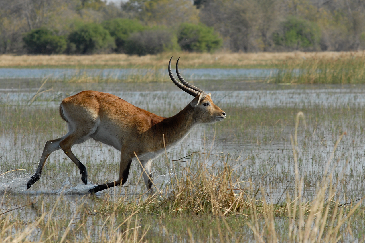 marsh antelope botswana moremi free photo