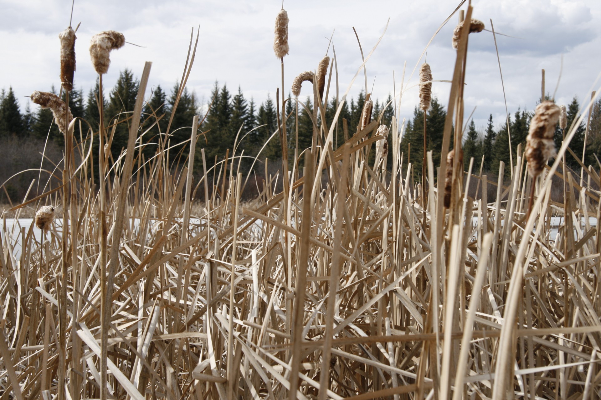 marsh cat tails free photo