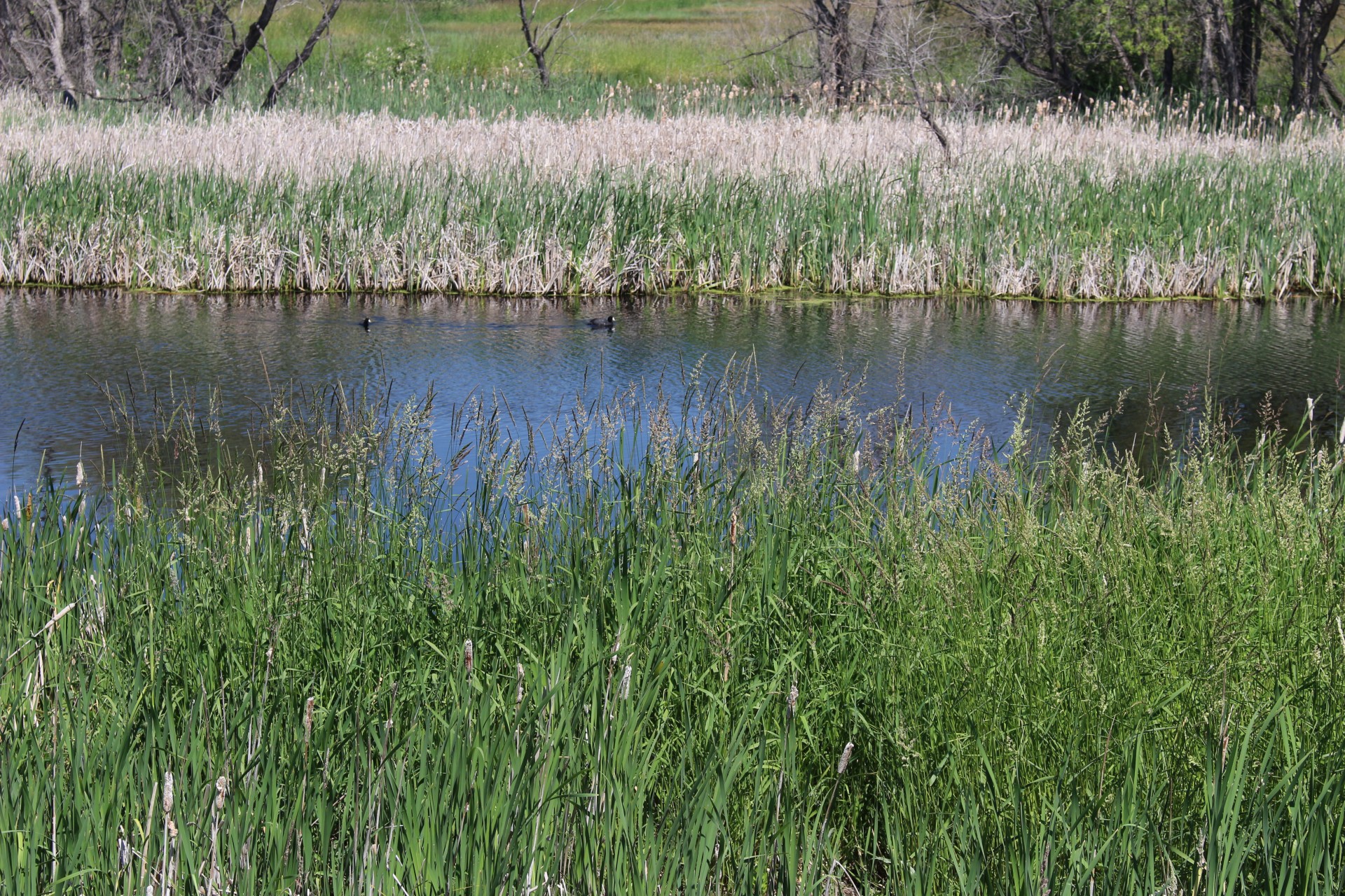 marsh cattails ducks free photo