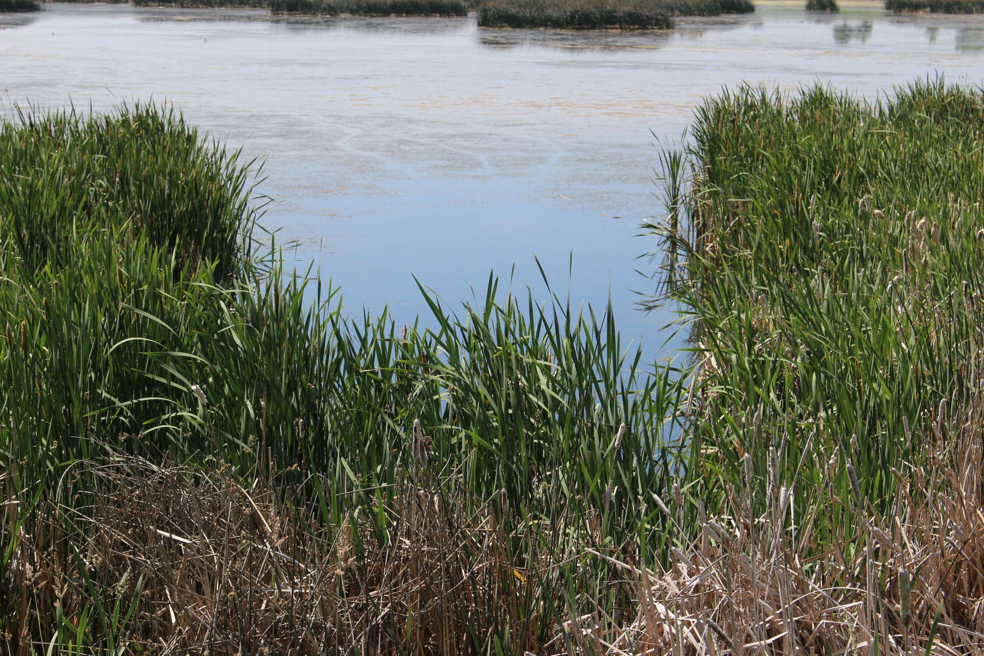marsh cattails grass free photo