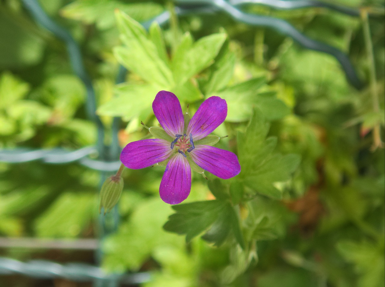 marsh cranesbill geranium flower free photo