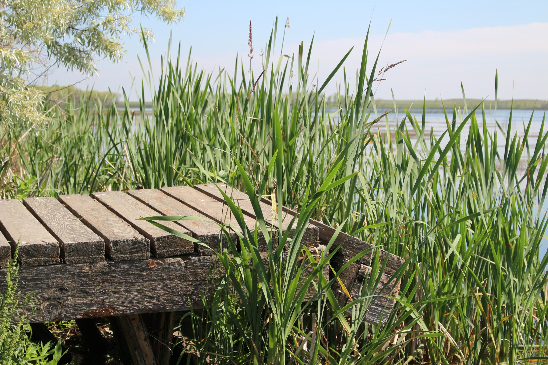 marsh dock cattails free photo