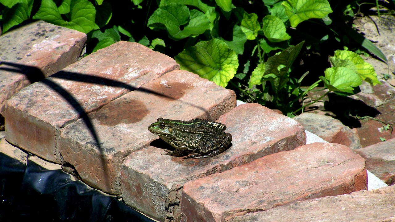 marsh frog garden pond nature free photo