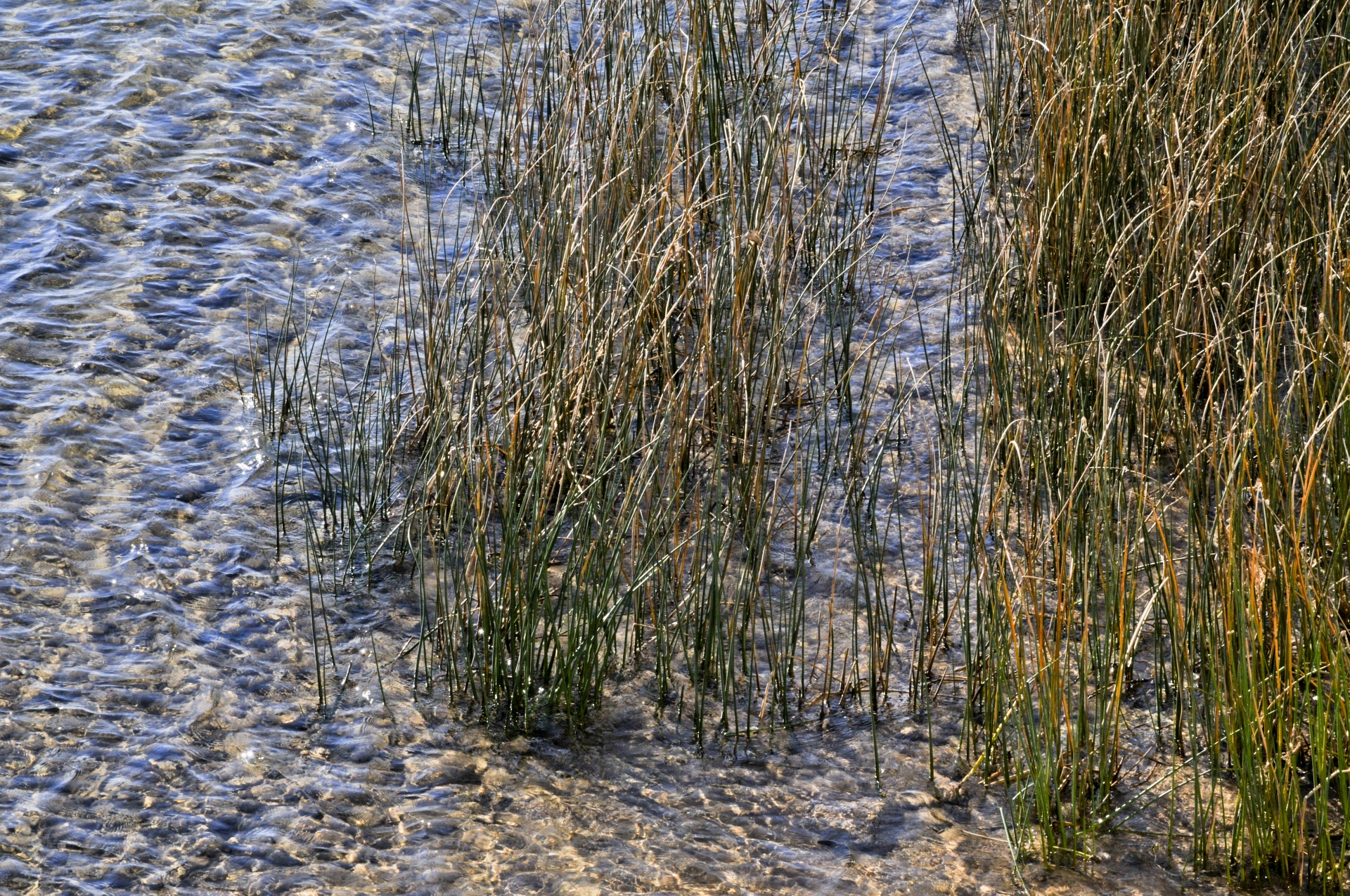 marsh water grass free photo
