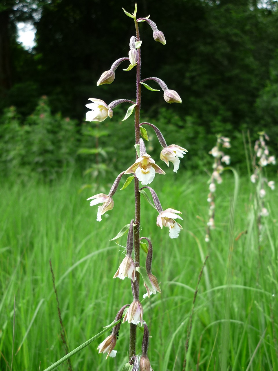 marsh helleborine german orchid sources-moor free photo