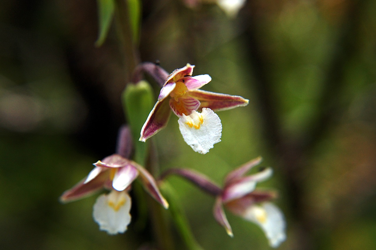 marsh helleborine epipactis palustris orchid free photo