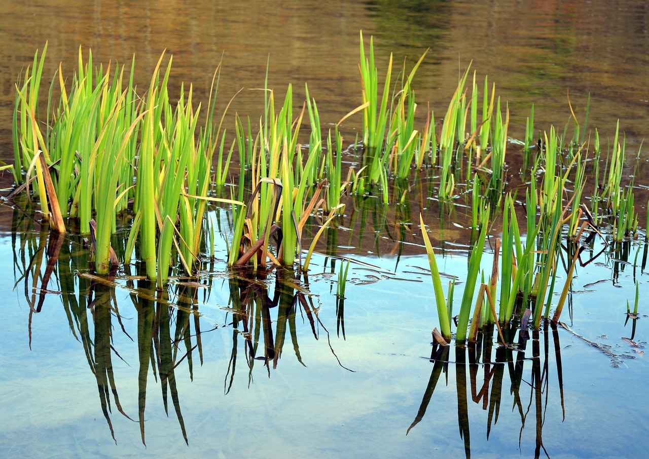 marsh iris aquatic plant water flower free photo