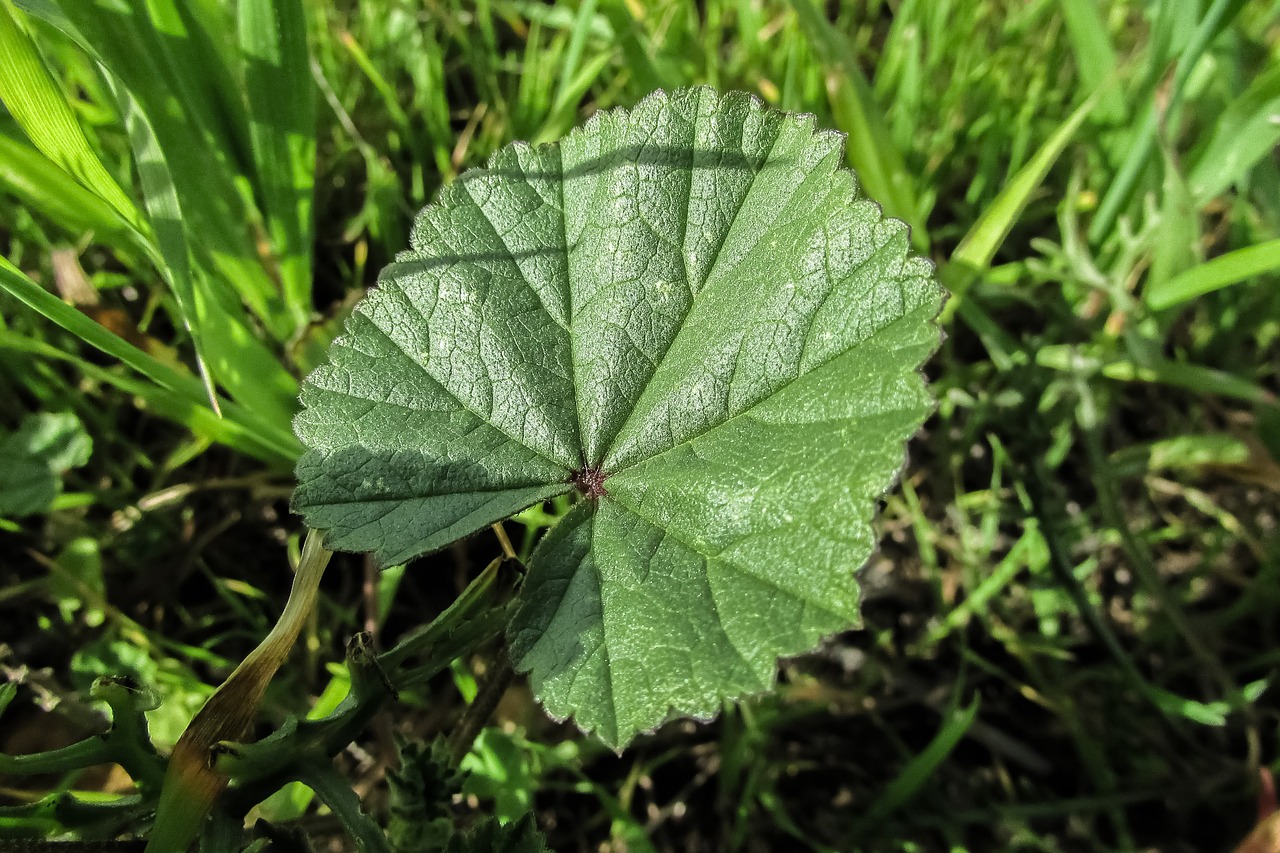 marsh mallow mallow leaf free photo