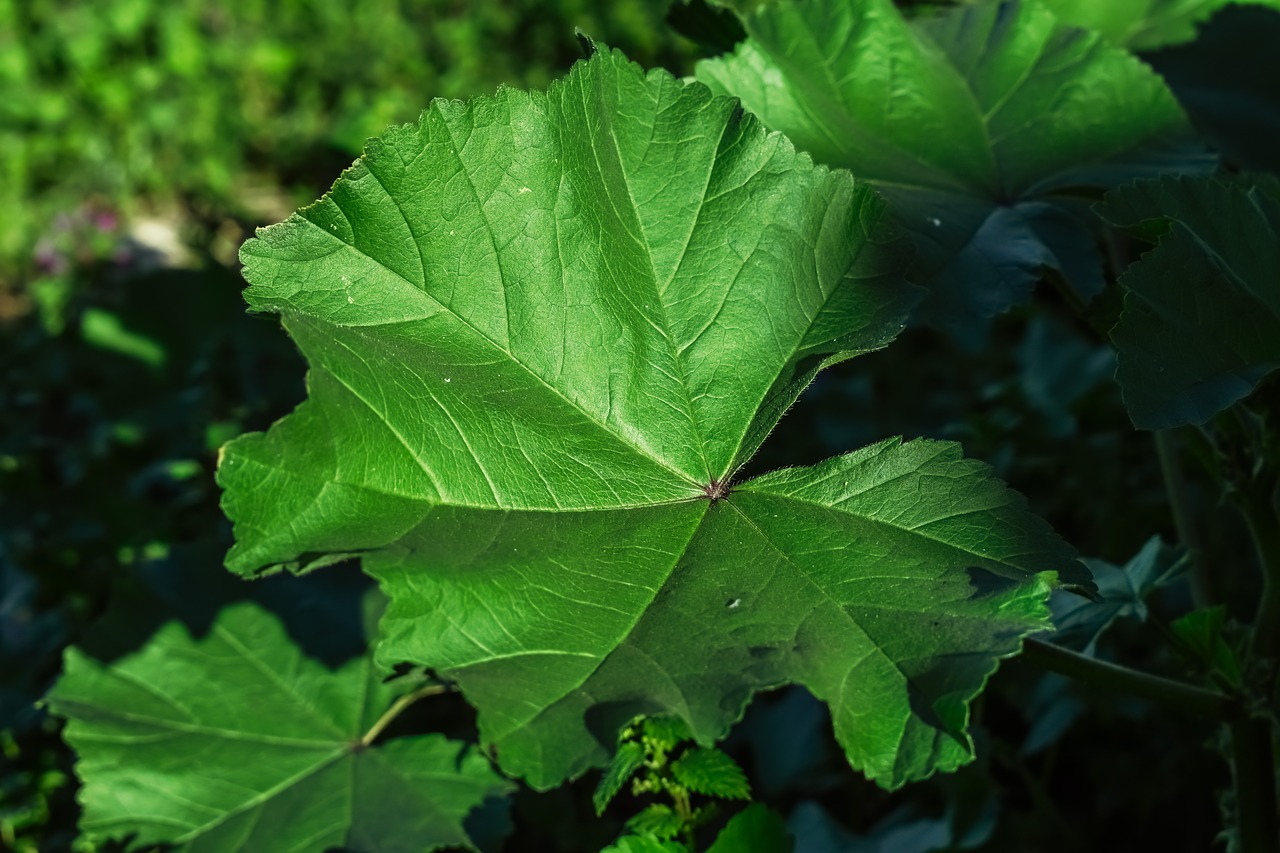 marsh mallow mallow leaf free photo