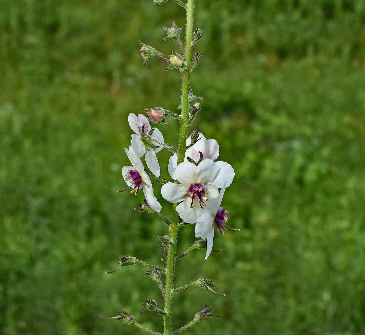 marsh mallow flower blossom free photo