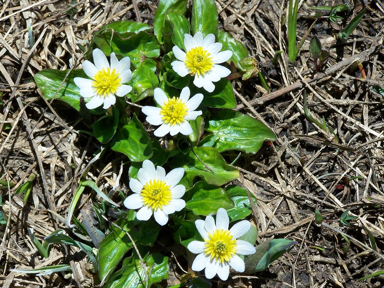 marsh marigold flowers floral free photo