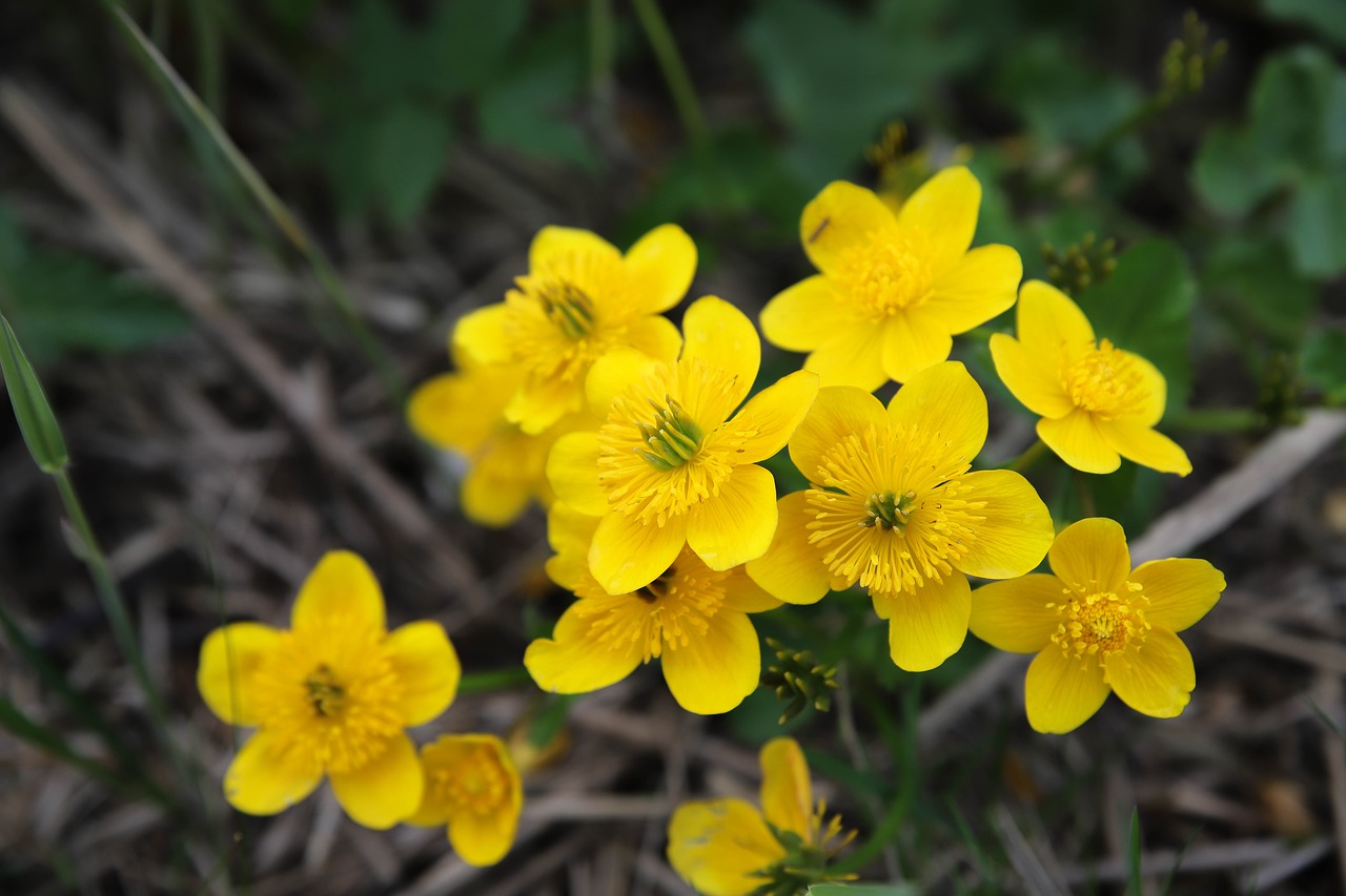 marsh marigold  yellow flower  dotterbloemen free photo