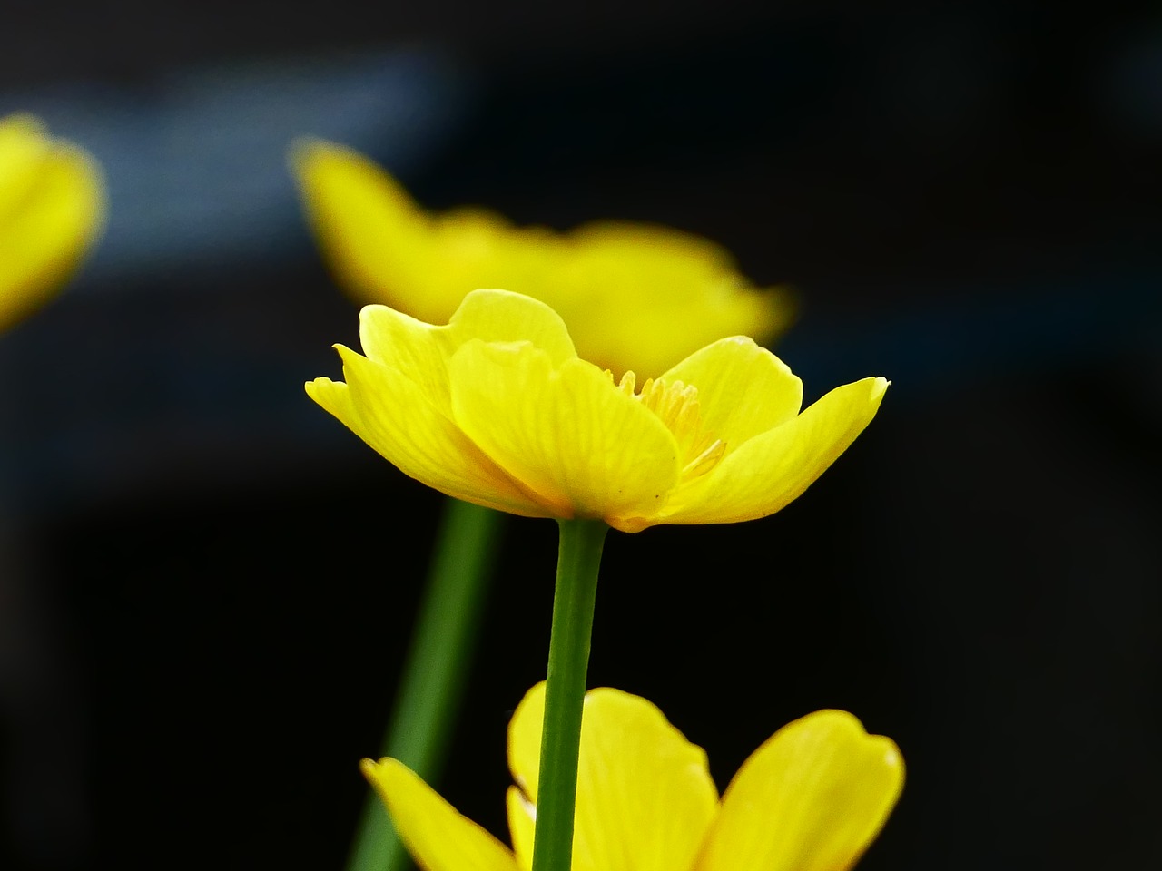 marsh marigold  flower  spring free photo