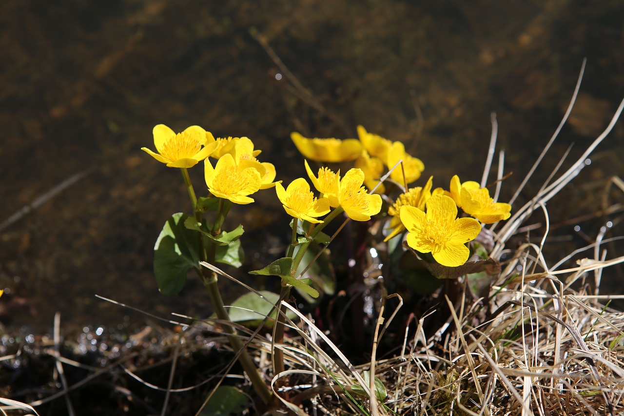 marsh marigold  flower  yellow free photo