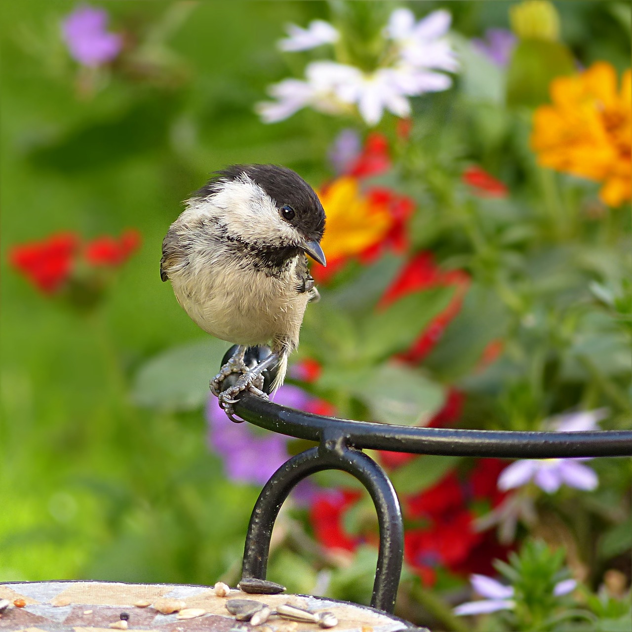 marsh tit parus palustris tit free photo