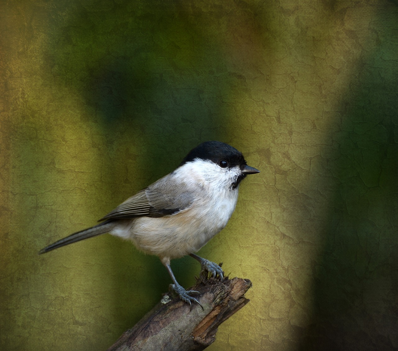 marsh tit tit bird free photo