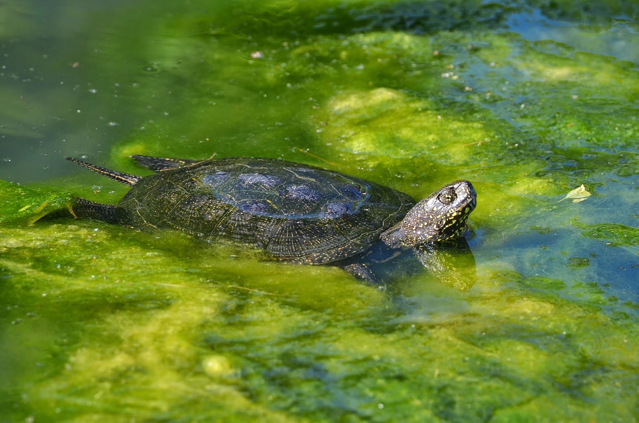 marsh turtle european water creature free photo