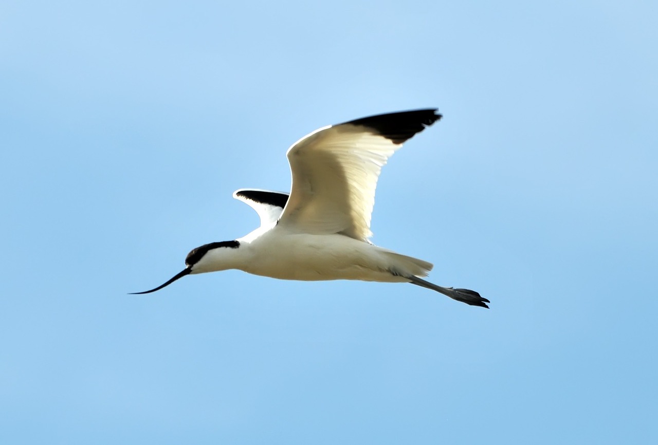 avocets marshes birds free photo