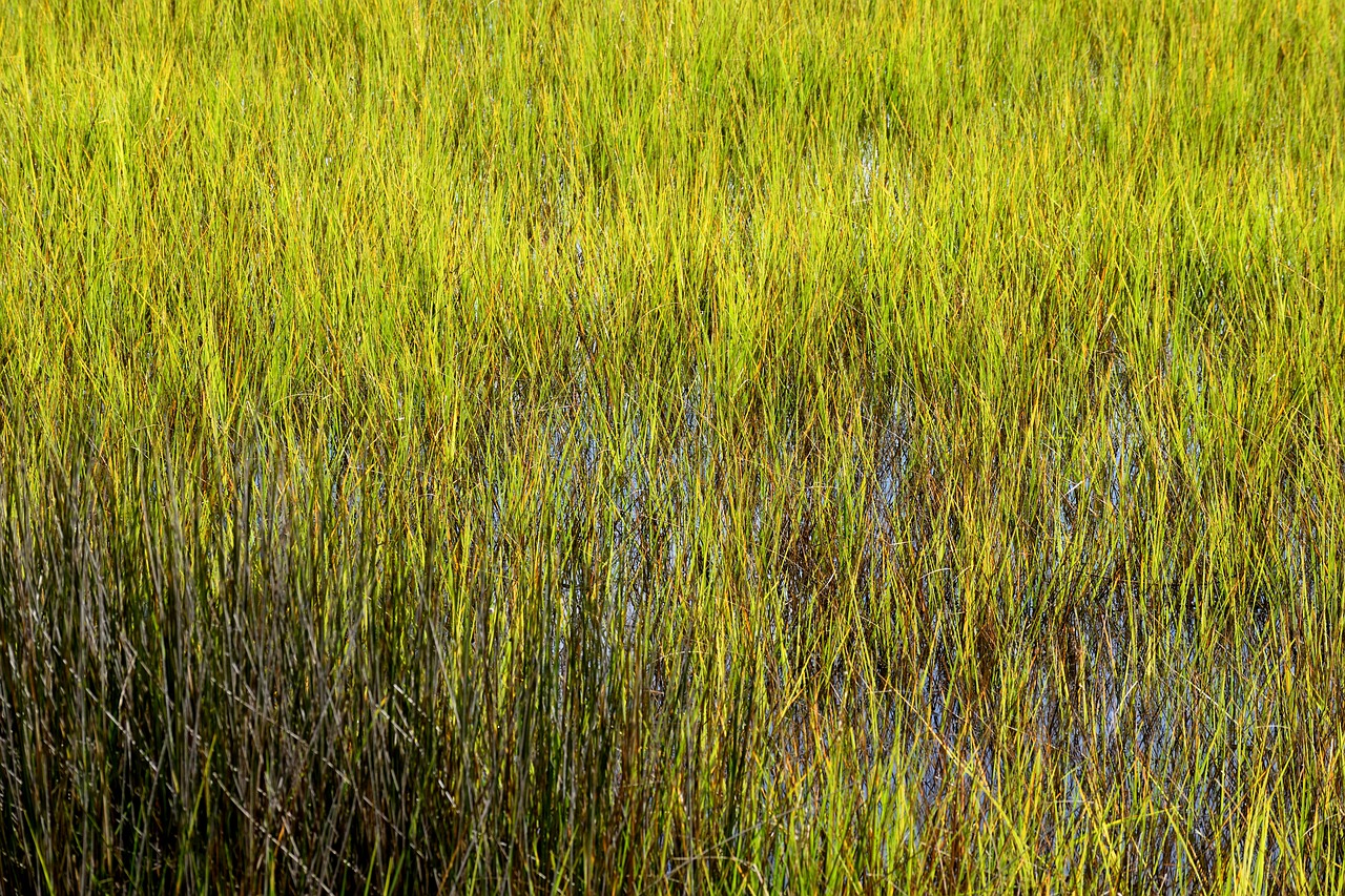 marshland wetland florida free photo