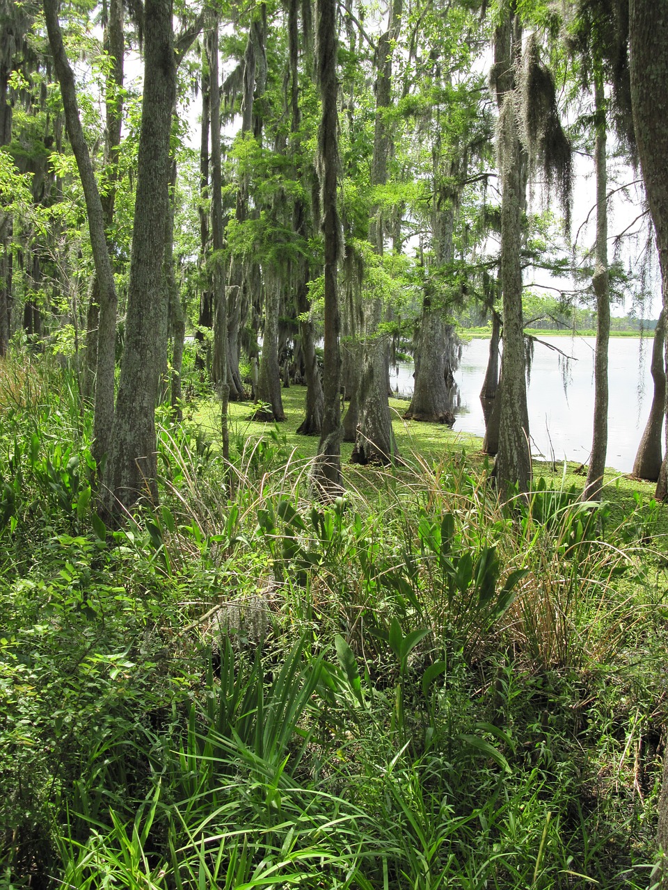 marshland swamp marsh free photo